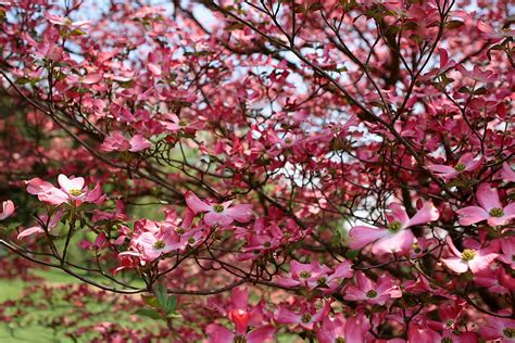 Spring Pink Dogwood Flower Blooming Flowers Free Nature Pictures By