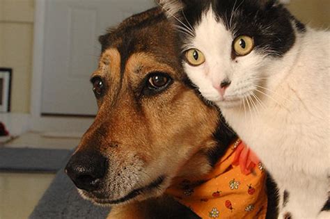 How To Introduce A Dog To A Cat Best Friends Animal Society Atelier