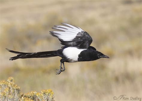 Black Billed Magpies In Flight Feathered Photography
