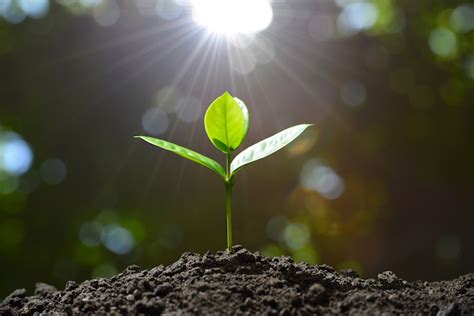 How To Live The Bible — Good Seed Good Soil Bible Gateway Blog
