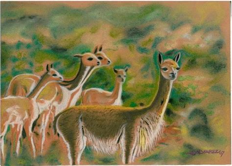 This incomparable landscape is home to the vicuña. Dibujo de vicuña - Imagui