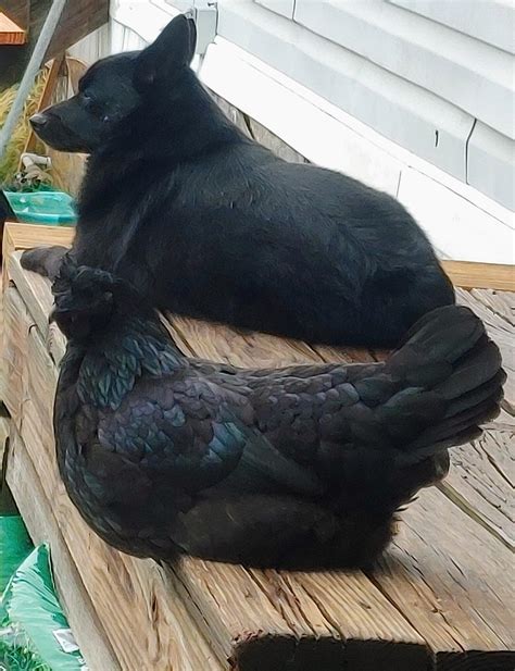 🖤 Birds Of A Feather Something Something 🖤 Backyardchickens