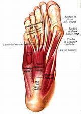 Intrinsic Foot Muscle Exercises Images