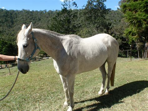Find over 8 horse rescue groups with 1562 members near you and meet people in your local find out what's happening in horse rescue meetup groups around the world and start meeting up with the. Save a Horse Australia Horse Rescue and Sanctuary: Update ...