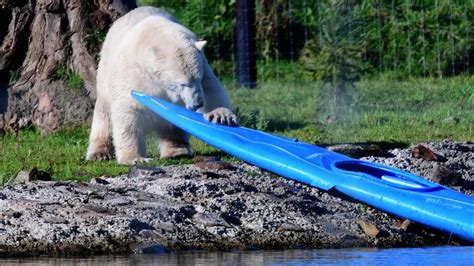 One Of The Male Polar Bears Playing At Peak Wildlife Youtube