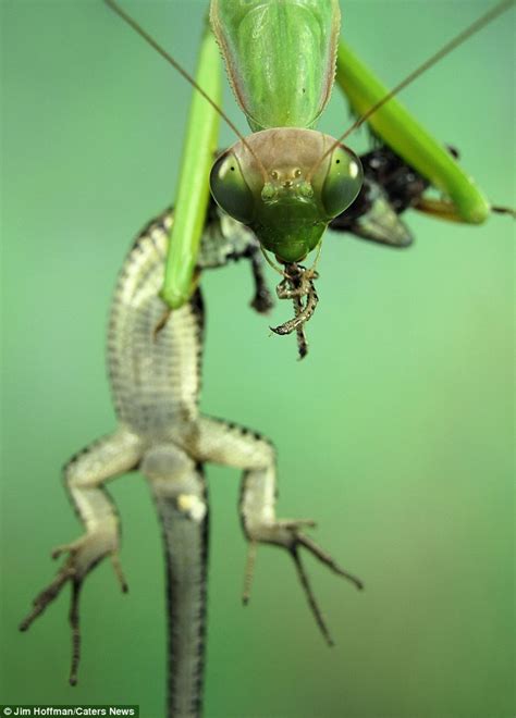 Giant Praying Mantis Eating Bird