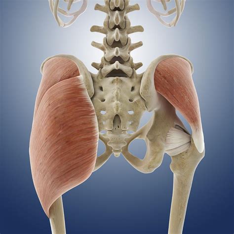 Buttock Muscles Artwork Photograph By Science Photo Library Pixels