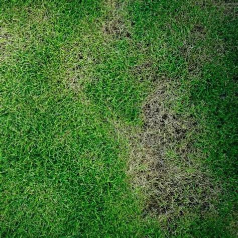 Lawn Disease A Guide To Diagnosing Your Lawns Symptoms