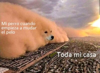 Divertidos Memes De Perritos Que Merecen Ser Compartidos