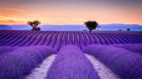 Nét đẹp Thơ Mộng Của Các Cánh đồng Hoa Lavender Tại Pháp Trang Du Lịch