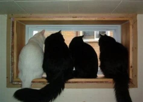 Ten Cats Looking Out Of Windows Waiting For Their Owners