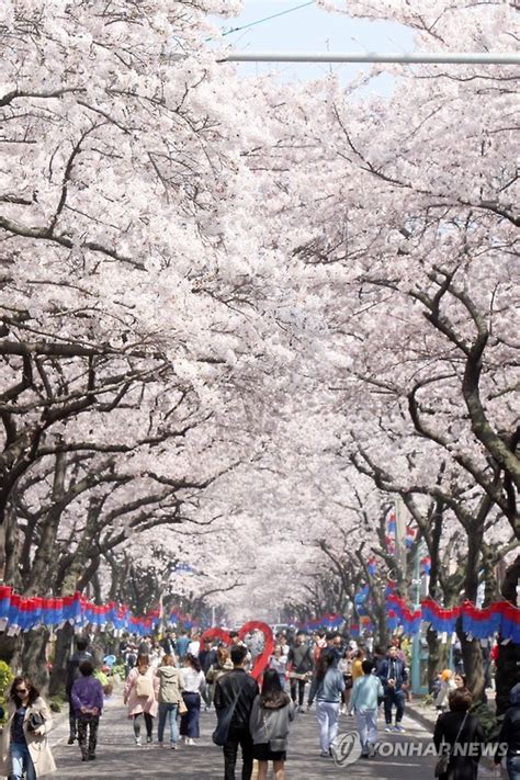 South Korean Cherry Blossom Festival Begins In Jeju Be Korea Savvy