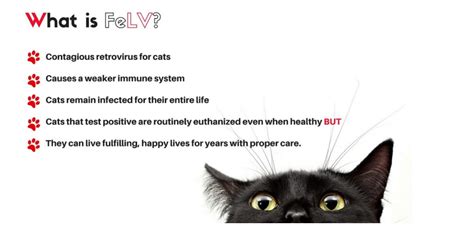 What Is Felv In Cats — Saving Orphan Souls Rescue