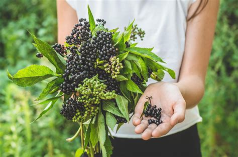 Maybe you would like to learn more about one of these? The 10 Most Poisonous Fruits In The World - WorldAtlas.com