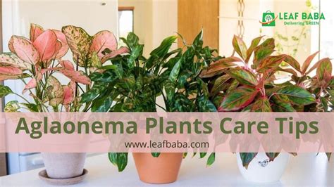 4 Tips To Take Care Of Your Aglaonema Plants Leafbabaplants
