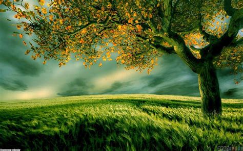 Tree Wallpapers Top Free Tree Backgrounds Wallpaperaccess