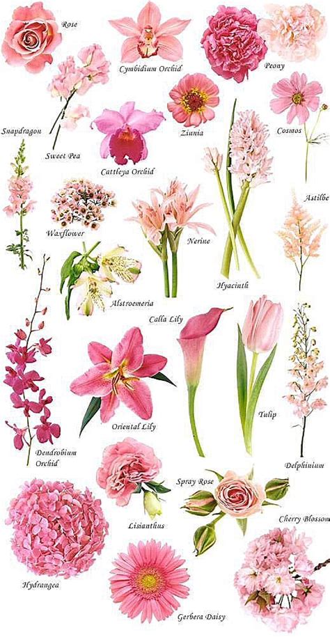 Pin By Susan Edison Muncaster On Flower Reference Flower Names Pink