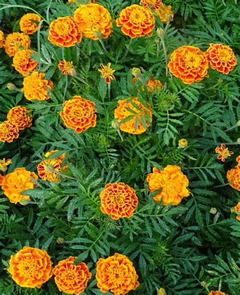 French Marigold Planting And Advice On Caring For It