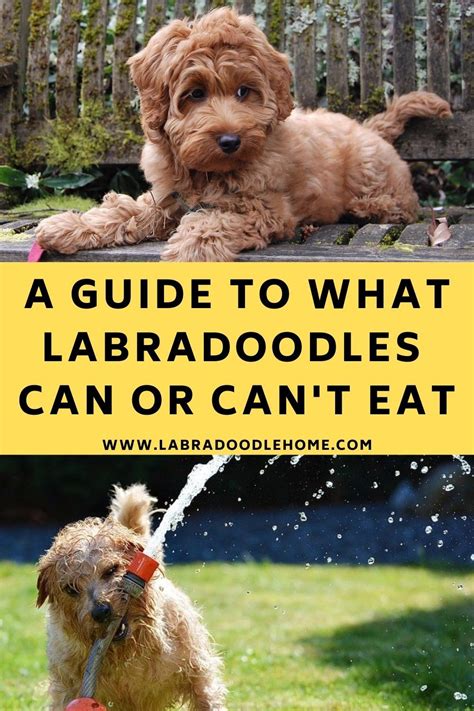 Labradoodle Puppy Goldendoodle Puppy Labradoodle Facts Best Puppies