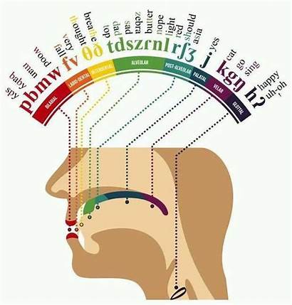 Mouth Phonetic Map Human Reddit