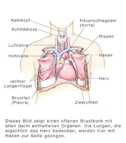 Taschenatlas der anatomie, band 2: Chronische Mediastinitis - eesom Gesundheitsportal