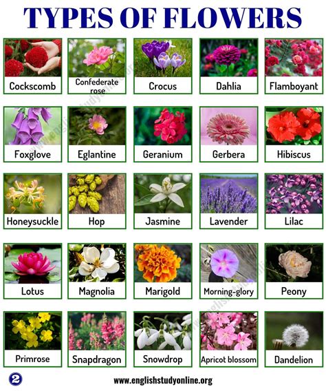 types of flowers list of flowers types of flowers popular flowers