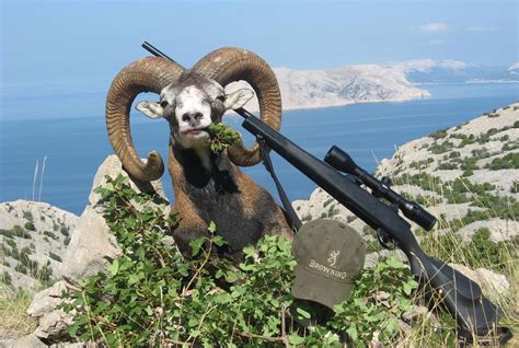 Mouflon Ram Hunting Adria Hunt
