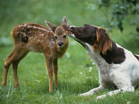 Unusual Animal Relationships Animals Friendship Animals Kissing Animals
