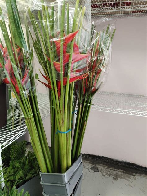 Need to send flowers to boston from the other part of the world? Heliconia MA - G Flower Wholesale