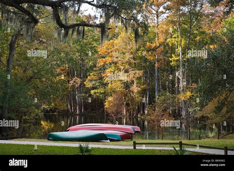 Fall Colors At Manatee Springs State Park Along The Suwannee River