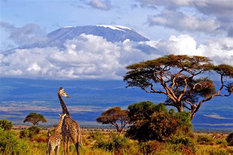 Viajero Turismo La Belleza Del Kilimanjaro Tanzania