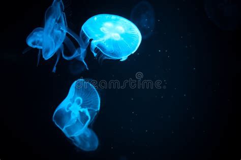 Amazing Jellyfish Swimming Underwater Jellyfish Moving In Aquarium