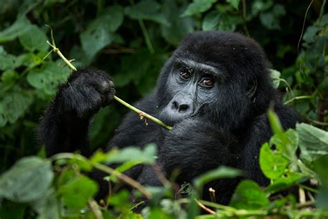 4 Day Rwanda Gorilla And Culture Tour Safari Vacations And Travel Services
