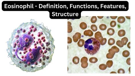 Eosinophil Definition Functions Features Structure