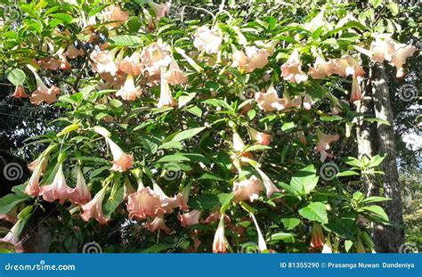 Bell Shaped Flowers Stock Photos Download 1608 Royalty Free Photos