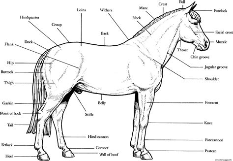Search through 623,989 free printable colorings. Horse Anatomy S16e4 Coloring Pages Printable