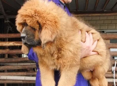 Đây là bảng đánh giá top 10 loại chó nguy hiểm và hung dữ nhất. Những Địa Chỉ Uy Tín Mua Bán Chó Ngao Tây Tạng Trên Toàn Quốc!