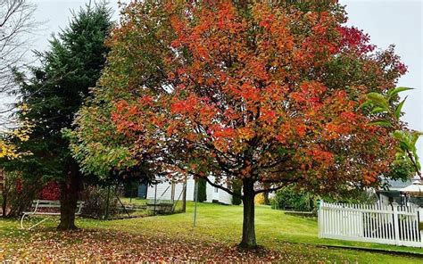 Most Popular Landscaping Trees That Grows In All Season Home Decor