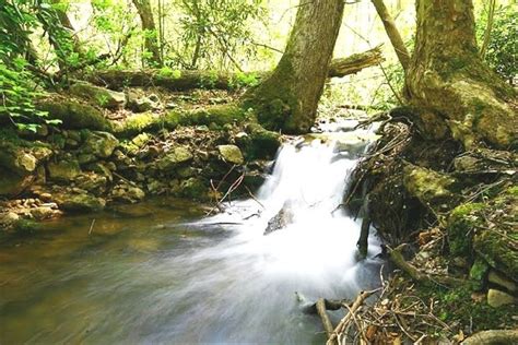 (please see guest book comments). Stream of Dreams Cabin, Cosby TN. rates start at $100 per ...