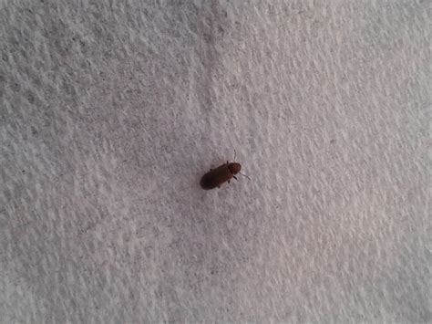 Natureplus Tiny Black Bugs Around The House