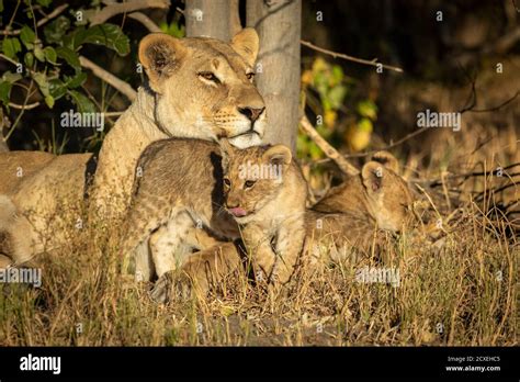 Lioness With Cubs Hi Res Stock Photography And Images Alamy