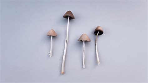 What Are Liberty Caps A Magic Mushroom Guide