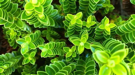 Vibrant Green Plants 4k Ultra Hd Hd Wallpaper