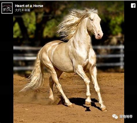 这大概是世界上最漂亮的马：纯金汗血宝马_搜狐宠物_搜狐网