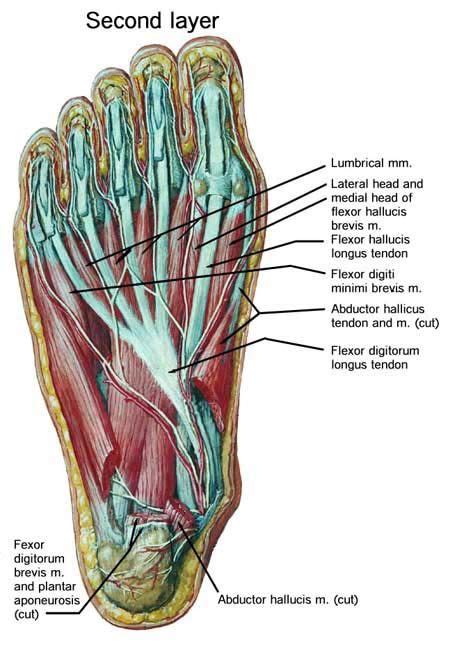 Foot muscles and tendons ã¢â?â? Foot and Leg Anatomy These look like NETTERS PLATES ...