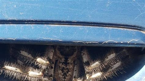 Armidale Woman Finds Huge Huntsman Spider Under Car Door Handle