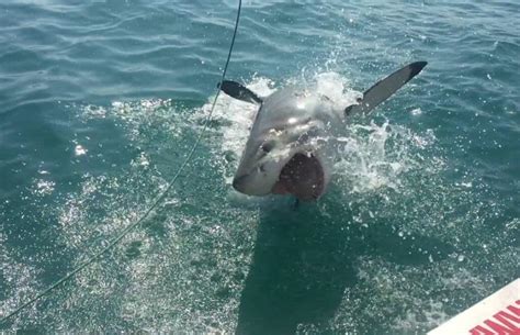 Volunteering In South Africa Encounters With Great White Sharks