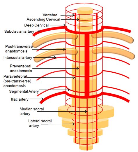 Supreme Intercostal Artery