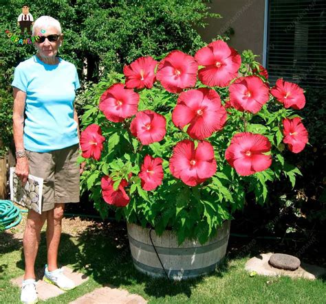 100pcs Hot Sale Rare Giant Hibiscus Flower Garden Home Potted Plants
