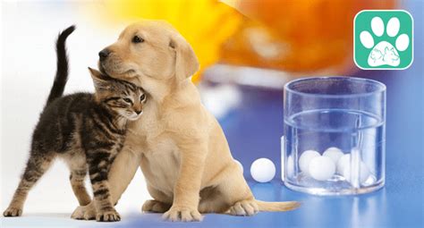 Homeopathy For Animals Veterinary Homeopathy Hompath
